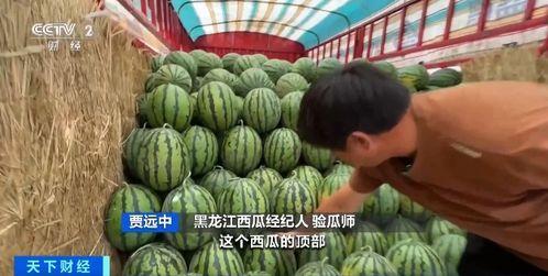 娱乐吃瓜香,吃瓜香背后的精彩故事